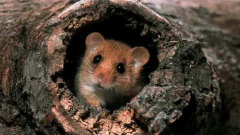 Getty Images Dormouse