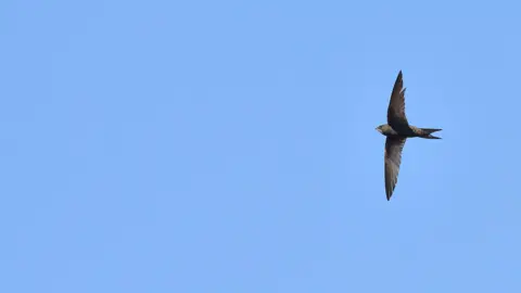 Ben Andrew/rspb-images.com A swift in flight