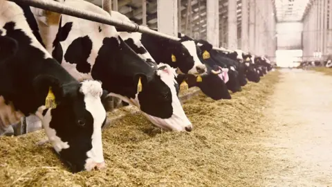 Getty Images cows