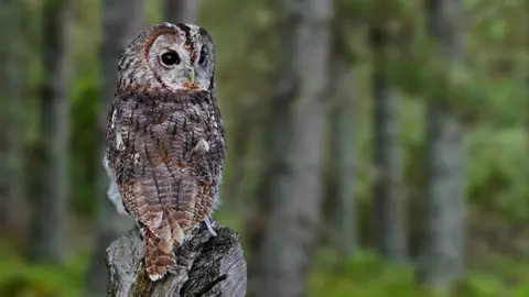 Getty Images Tawny Owl