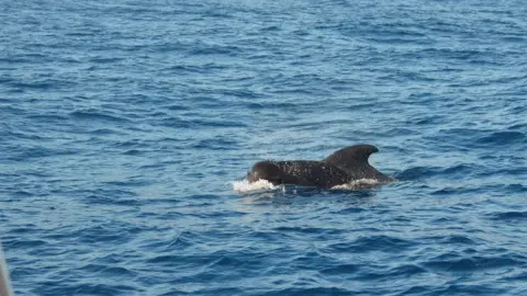 Georg Hantke/PA Media Short-finned pilot whale