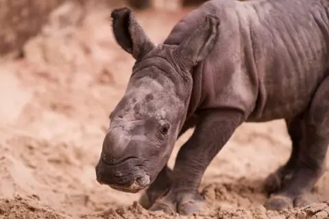 Blair Drummond Safari Park baby southern white rhino