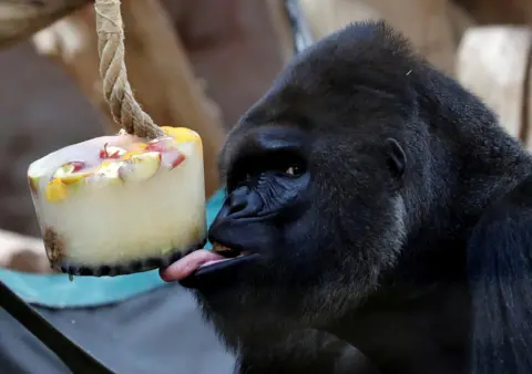 David W Cerny / Reuters A western lowland gorilla eats ice cream in its enclosure at Prague Zoo, Czech Republic