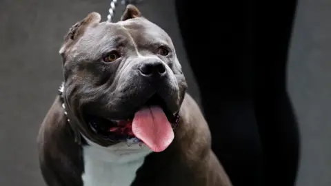 Reuters An American XL bully dog