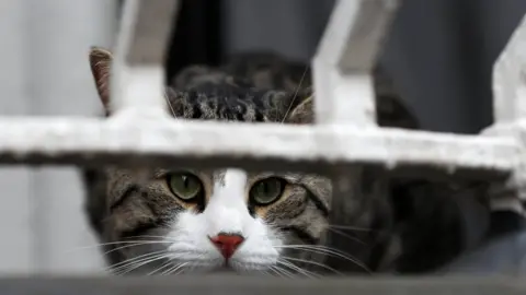 Reuters Julian Assange's cat