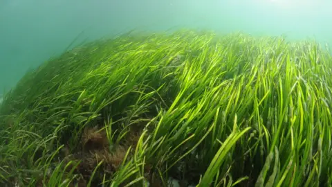 PA Media Seagrass