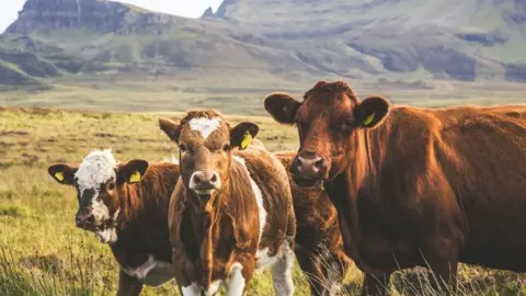 Getty Images Scottish cows