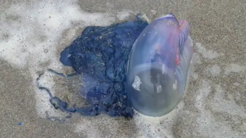 Alan Cowell/Sea Trust Wales Portuguese man o' war jellyfish