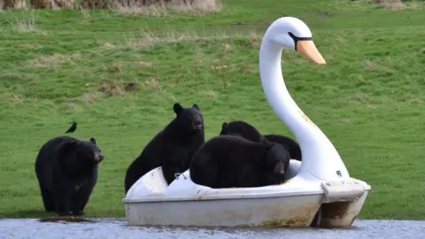 Woburn Safari Park Black bears crowd on to a pedalo in the shape of a white swan