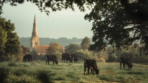 Taz Brotherton Cows in the landscape with a church in the distance