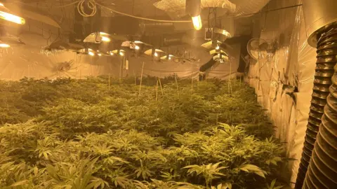 West Yorkshire Police Cannabis plants