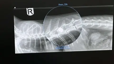 Emma Hunt Loki the cat