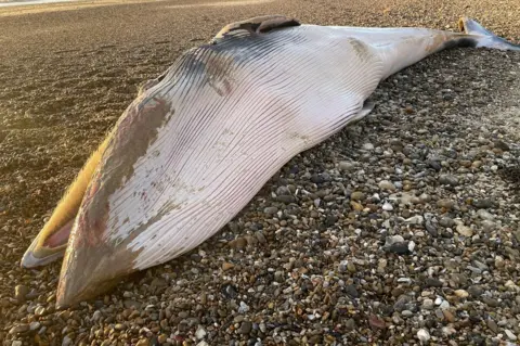 HM Coastguard Lowestoft Minke whale