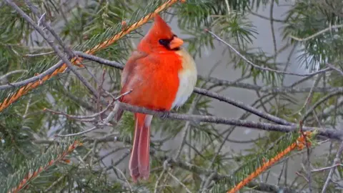 male and female cardinal birds