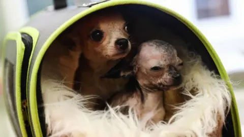 Getty Images Two dogs at a vet's practice in Poland