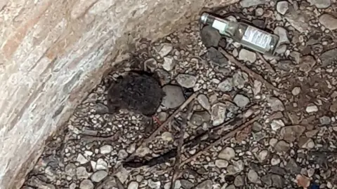 RSPCA Hedgehog down a well