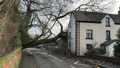 Ian Hodgkinson A fallen tree