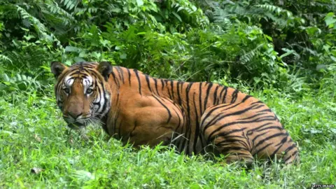 Getty Images A bengal tiger