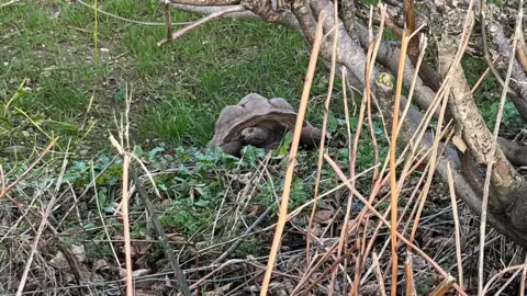 Devon and Cornwall Police A tortoise