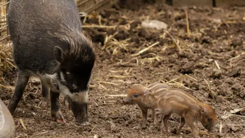 Newquay Zoo Mother pig May with the piglets