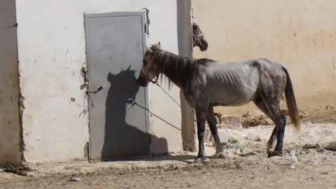 Peta Skinny horse at Petra