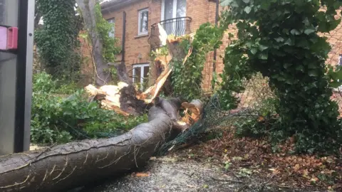 A tree breaking through a fence at a house in Nelson Drive.