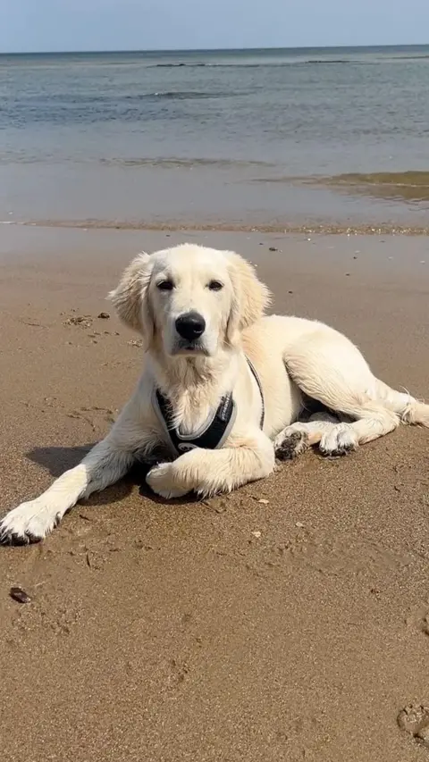 Golden dog lying on a beach.