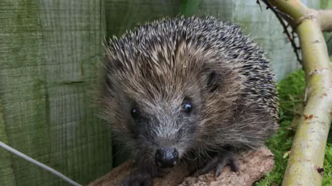 A close-up of a hedgehog walking by a wooden fence.