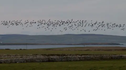 Fionn McArthur A few hundred geese fly across fields, hills and a body of water