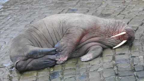 James Spencer Walrus lying on slipway