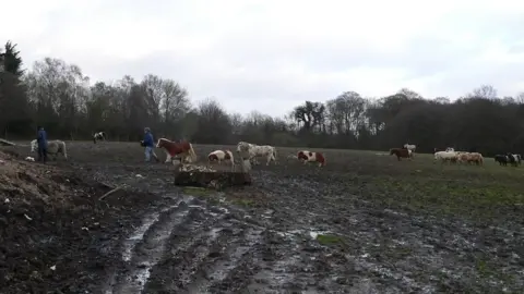 Redwings Horse Sanctuary Animals being rescued in 2008 from Amersham, Buckinghamshire