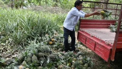 Getty Images A pineapple farmer