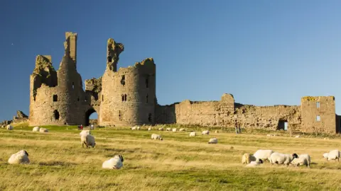 Getty Images Sheep in a field in front of the ruins of a castle