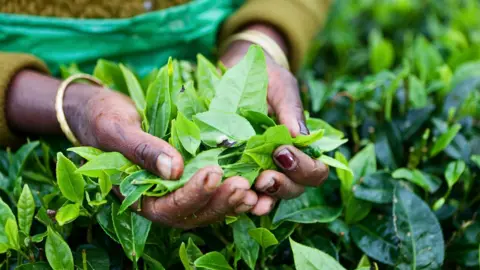 Getty Images A woman's hands plucking tea leaves