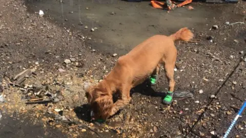 Essex County Fire and Rescue Service Fizz in light green foot coverings at the scene of a fire.
