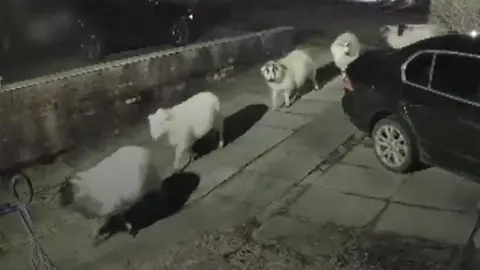 Line of sheep entering garden