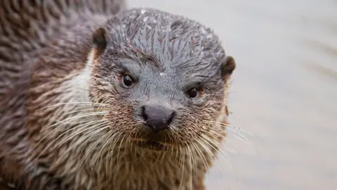 Getty Images Otter