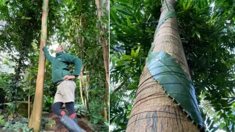 CUBG Cactus plant up a host tree