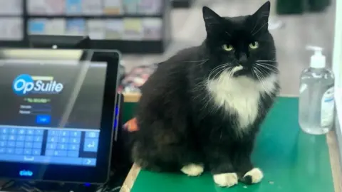 Scotsdales Cat at a checkout till