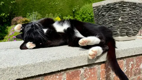 Weather Watchers/Nutkin A black cat with a white belly and paws is lying on a garden wall stretching on its back in the sunshine with greenery in the background