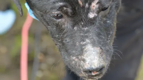 An dog with scars on its face