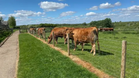 Danielle Kinton A field of cows in the Ouse Valley Park, Milton Keynes