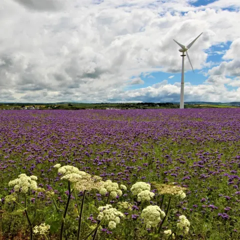 Julie Taylor The village of Quintrell Downs, near Newquay in Cornwall