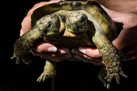 FABRICE COFFRINI/AFP A turtle is held up to the camera.