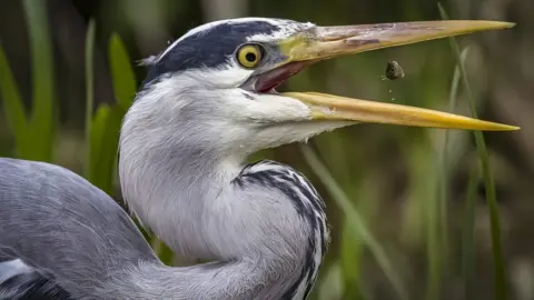 Carol Gadd A profile of a heron caught just before its beak snaps up a fish that seems like it is suspended in air between its mouth