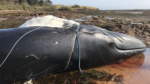 Whale washes up near Scrabster entangled in fishing gear - BBC News