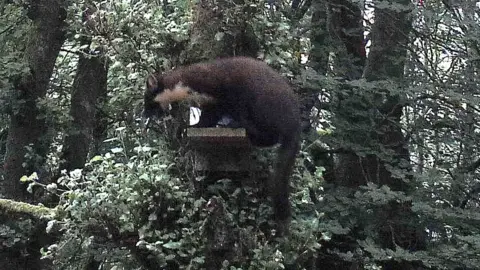 Forestry Commission Pine marten