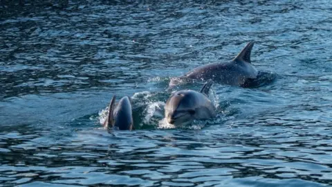 AFP Three types of dolphins including bluenose can be found in the Bosphorus, Istanbul