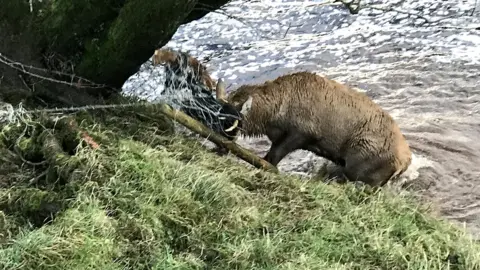 Trapped stag