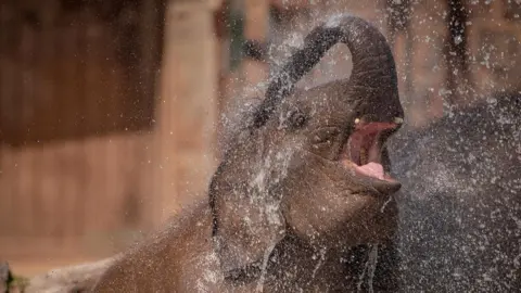 Chester Zoo elephant plays with water